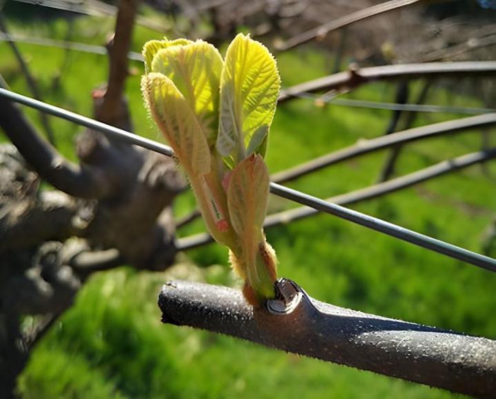 Vente de plants d'Olivier Saint-Paulet-de-Caisson