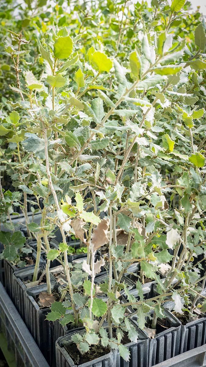 Vente de plants truffiers certifiés Saint-Paulet-de-Caisson