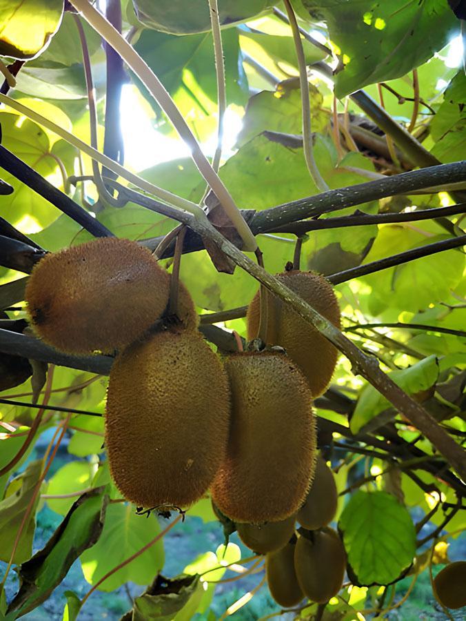 Producteur de spiruline Saint-Paulet-de-Caisson