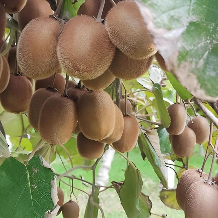 Vente de plants truffiers certifiés Saint-Paulet-de-Caisson 